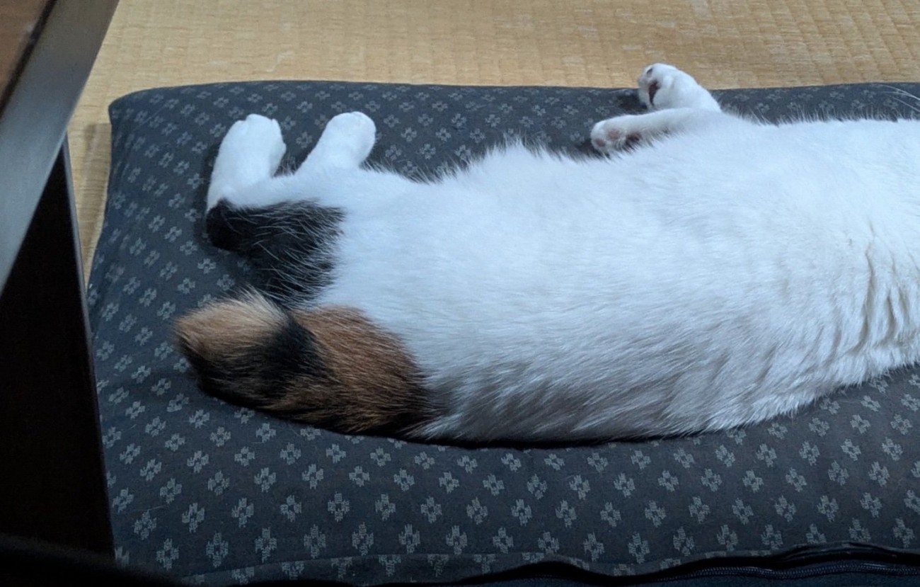 寝転がる猫