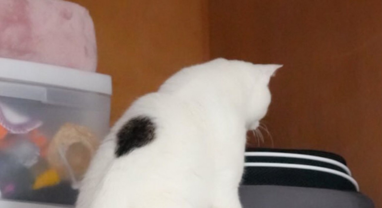 押し入れに入ろうとする猫1