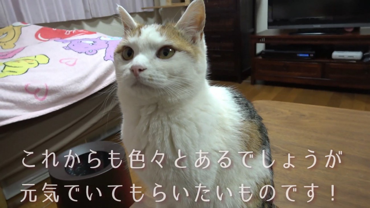 お座りする猫