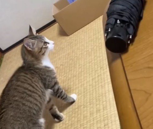 傘の前から立ち去る猫