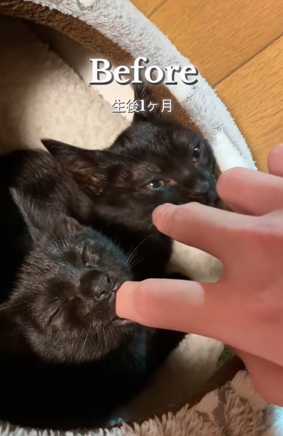 指をしゃぶる2匹の猫