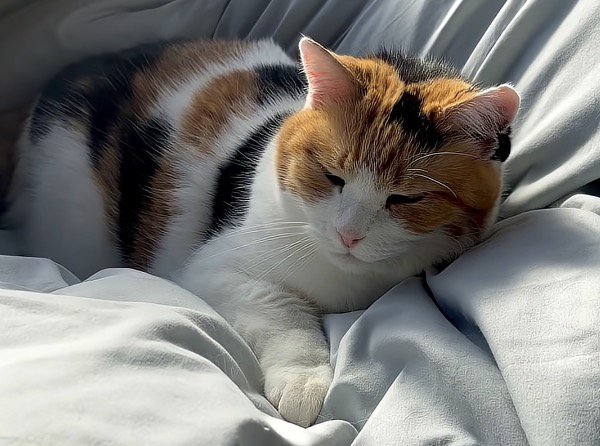 気持ちよさそうなアップの写真