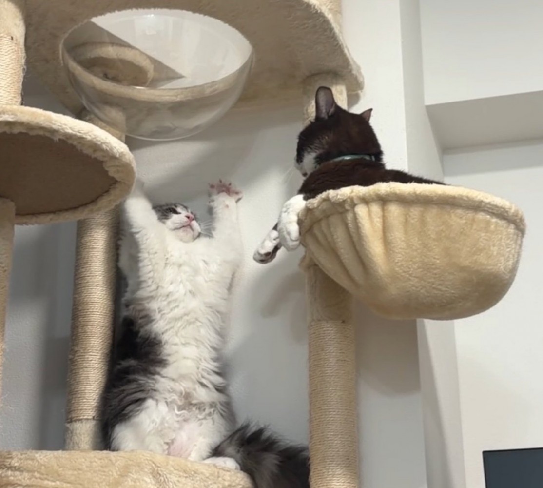威嚇する猫と見つめる猫5
