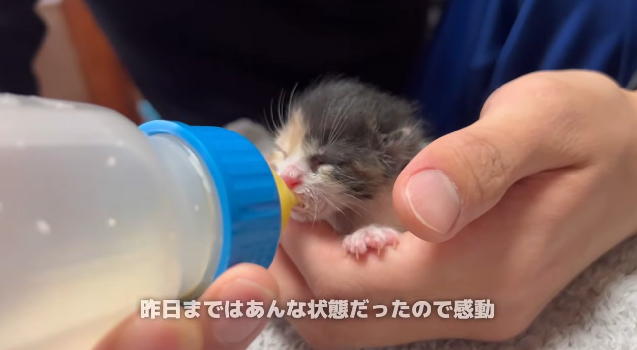 ミルクを飲む子猫