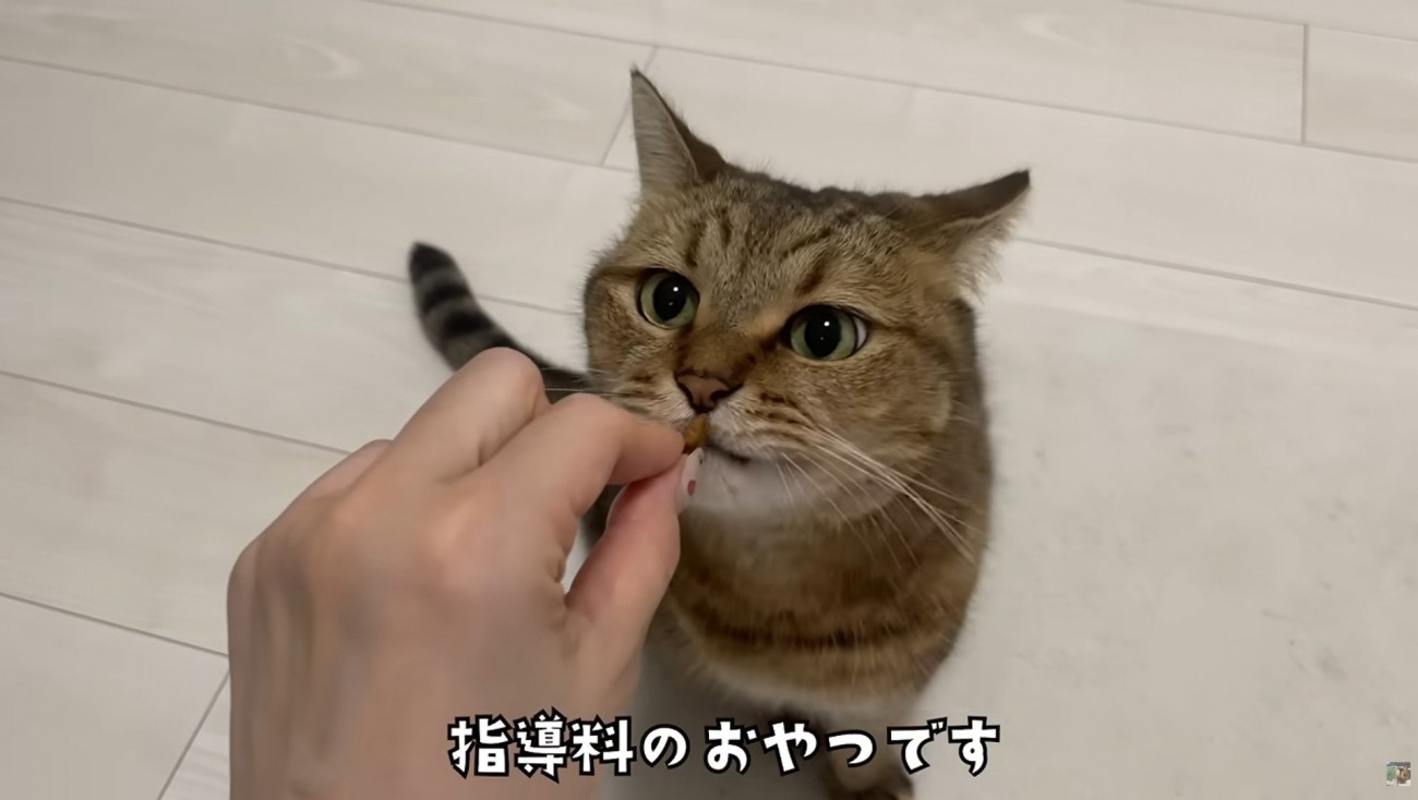 女性の手からおやつをもらう猫