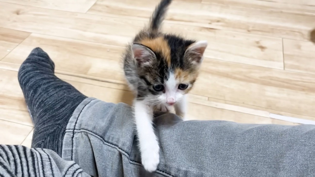 足をよじのぼる子猫