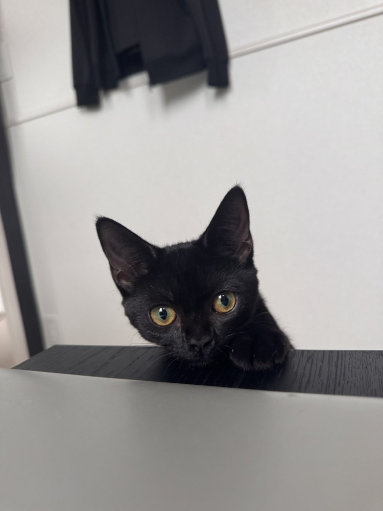 黒猫の子猫が正面を見ている様子