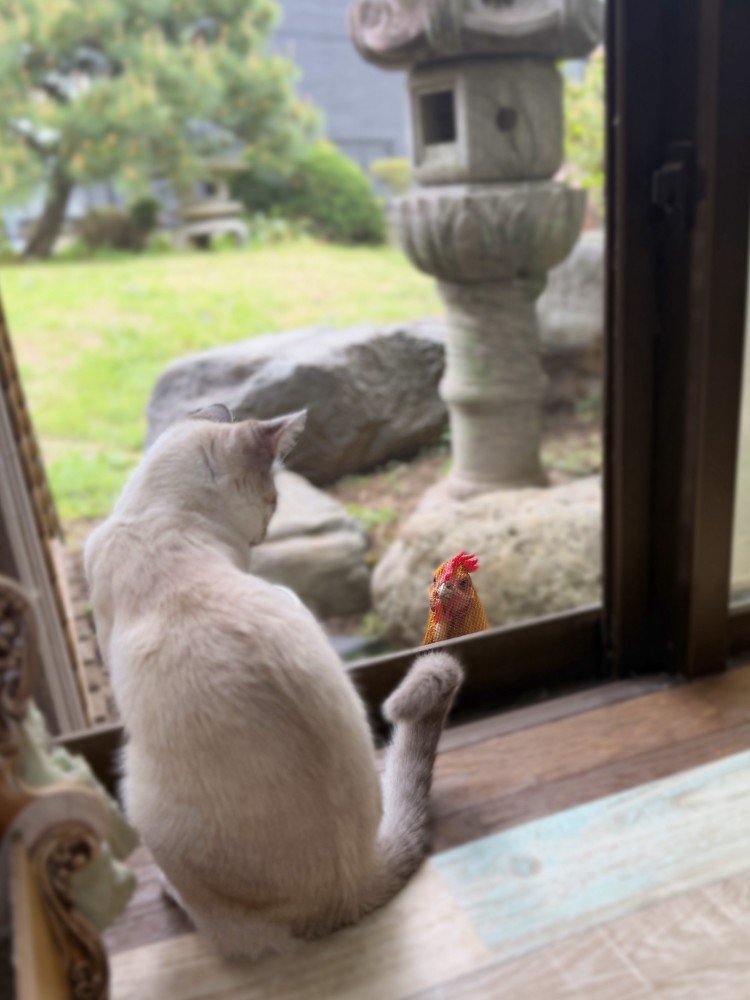 外を見る猫の後ろ姿