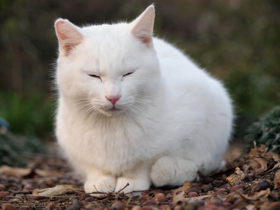 猫とアザラシは似てる？写真で比較してみよう