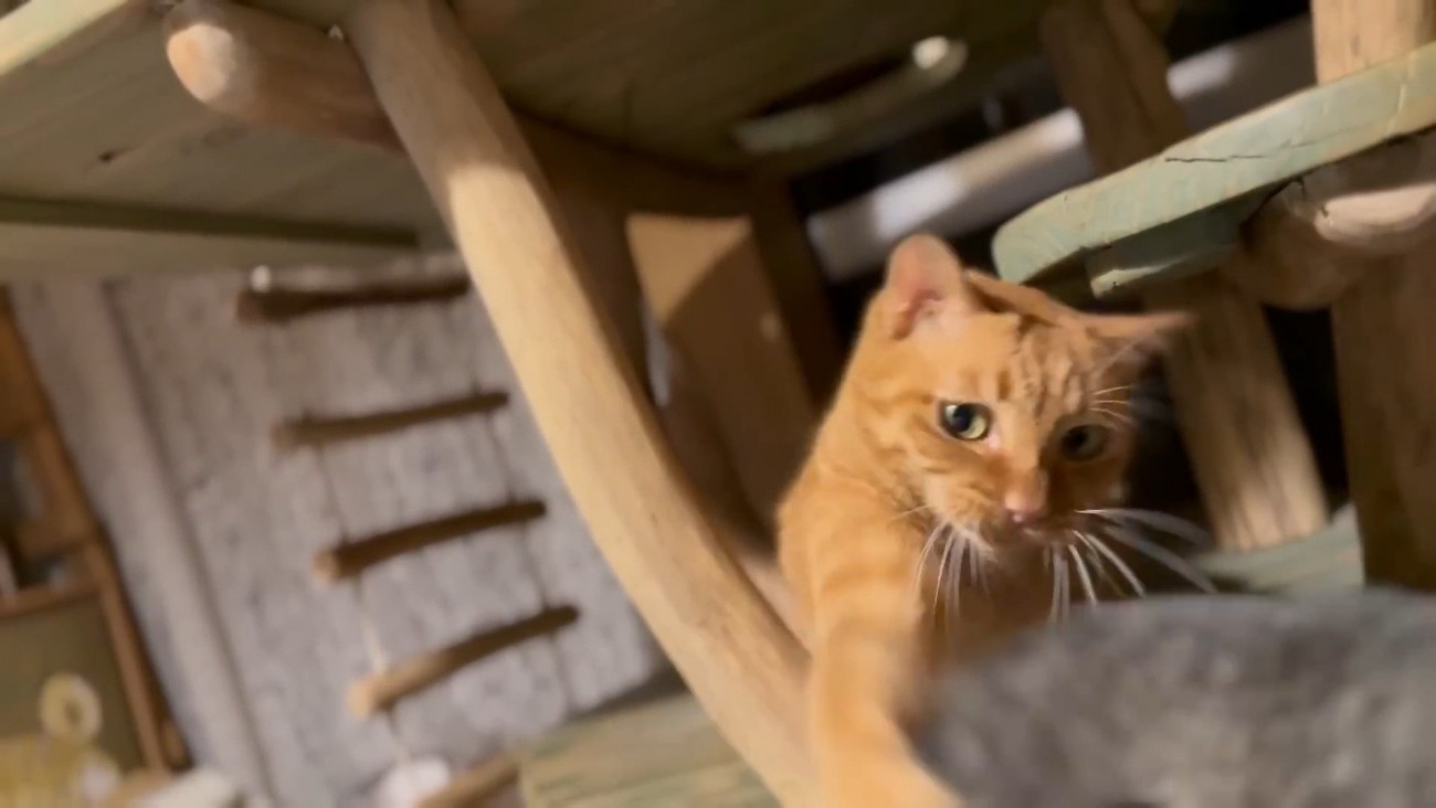 しっぽにつられる猫さん