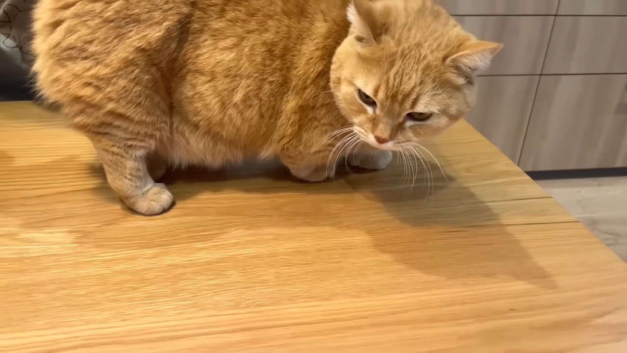 立って俯くプリンくん