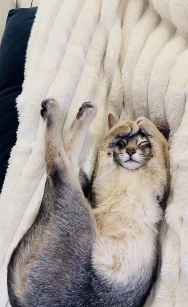 毛布の上で眠るアビシニアン