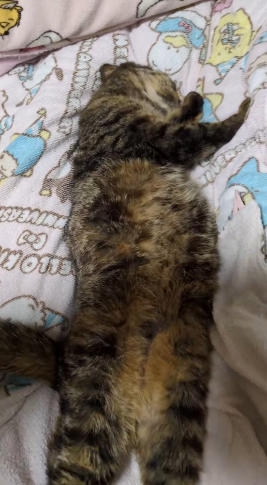お腹を出して眠る猫