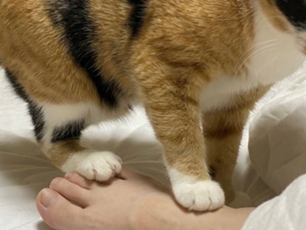 人間の足の甲を踏む猫の足のアップ