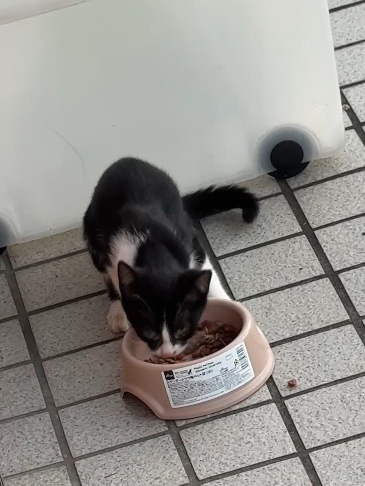 少し顔をあげる子猫