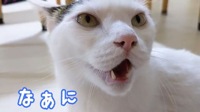 完璧にお返事するチロくん2