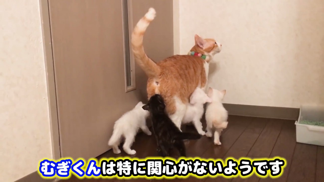 子猫に囲まれる成猫