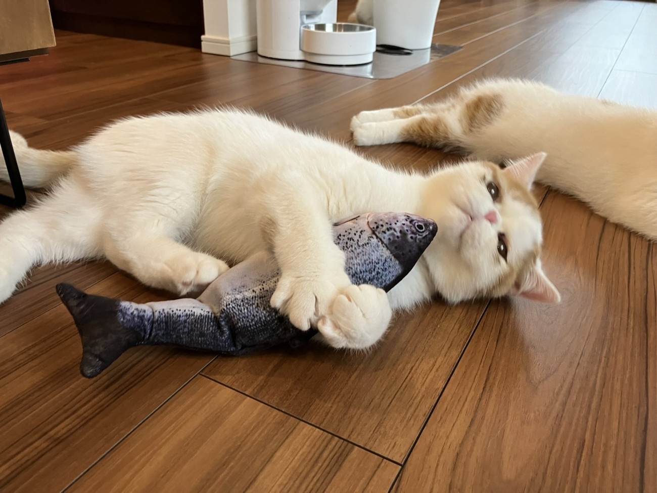 魚のオモチャを抱きしめる