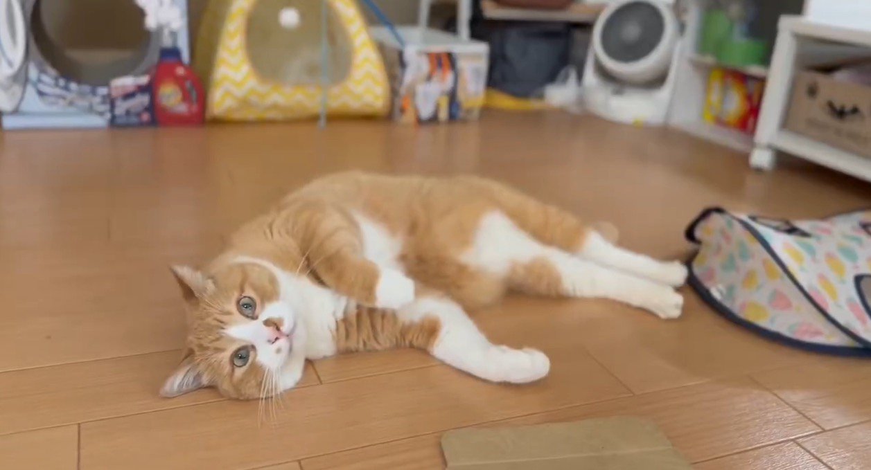 床に寝そべる猫