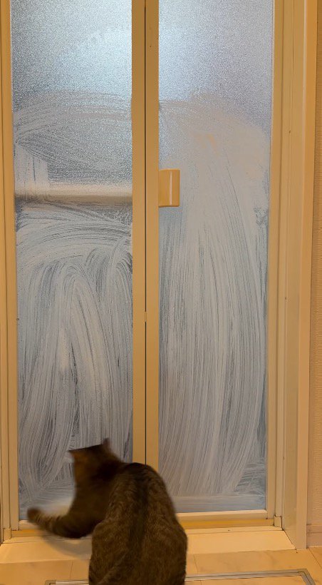 ドアの左に移動した飼い主の手を追いかける猫