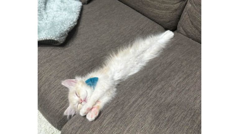 ソファで寝ている子猫