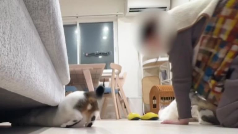 室内にいる猫たち