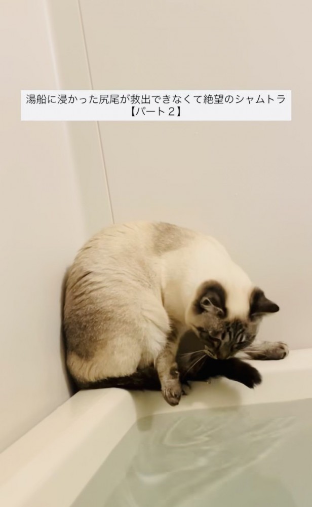 湯船に浸かった尻尾を救い出そうとするシャムミックス