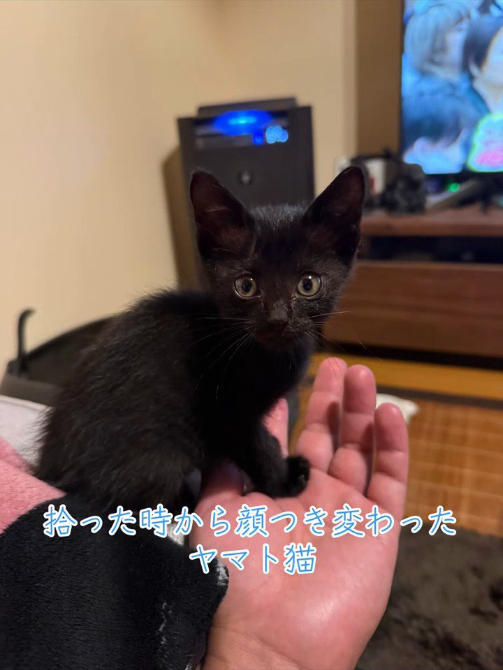 座ってカメラ目線の子猫