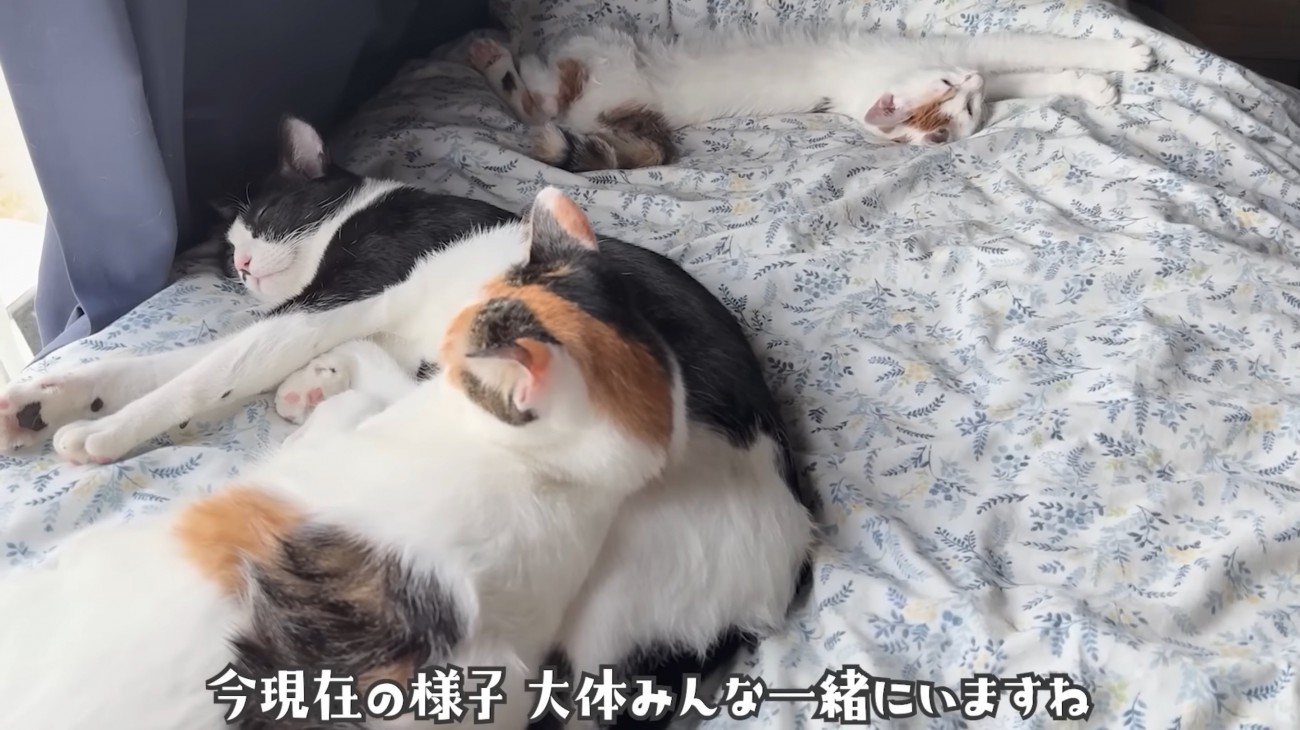 一緒にお昼寝する3匹