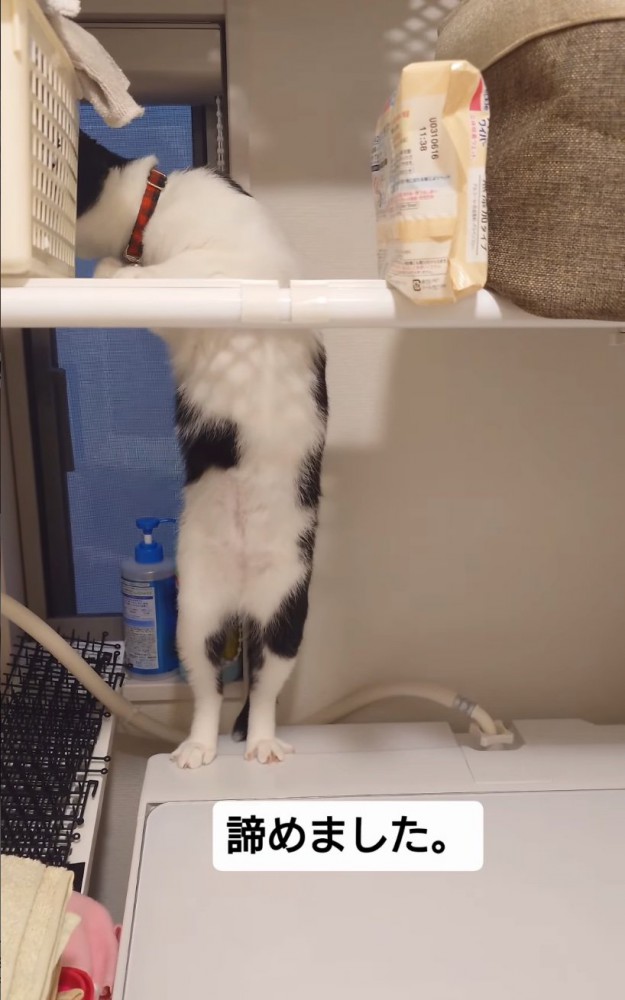 諦める猫
