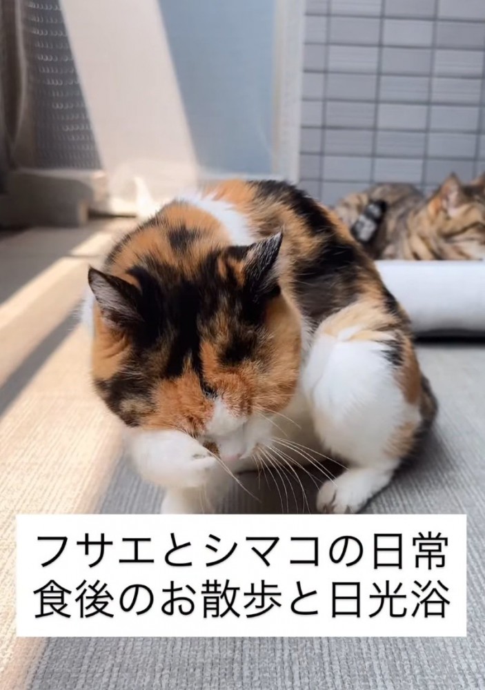 日向ぼっこする猫たち