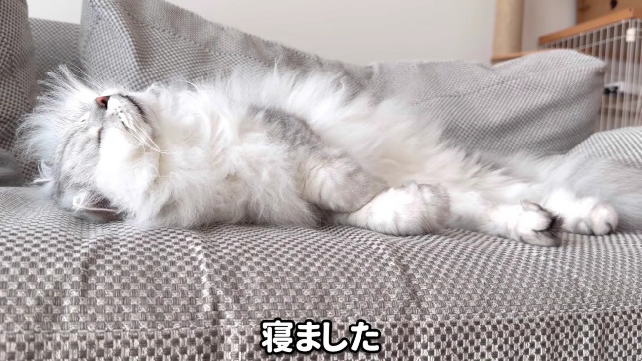 仰向けに寝るモルンさん