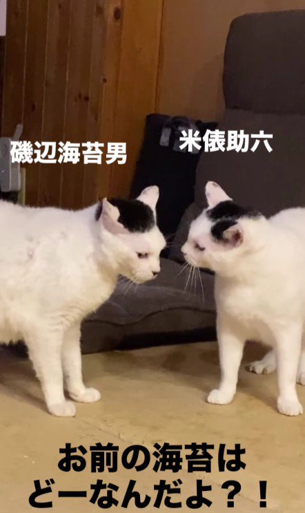 2匹の白黒猫