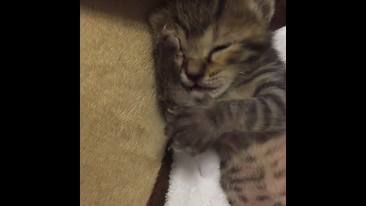 前足で顔を触る子猫