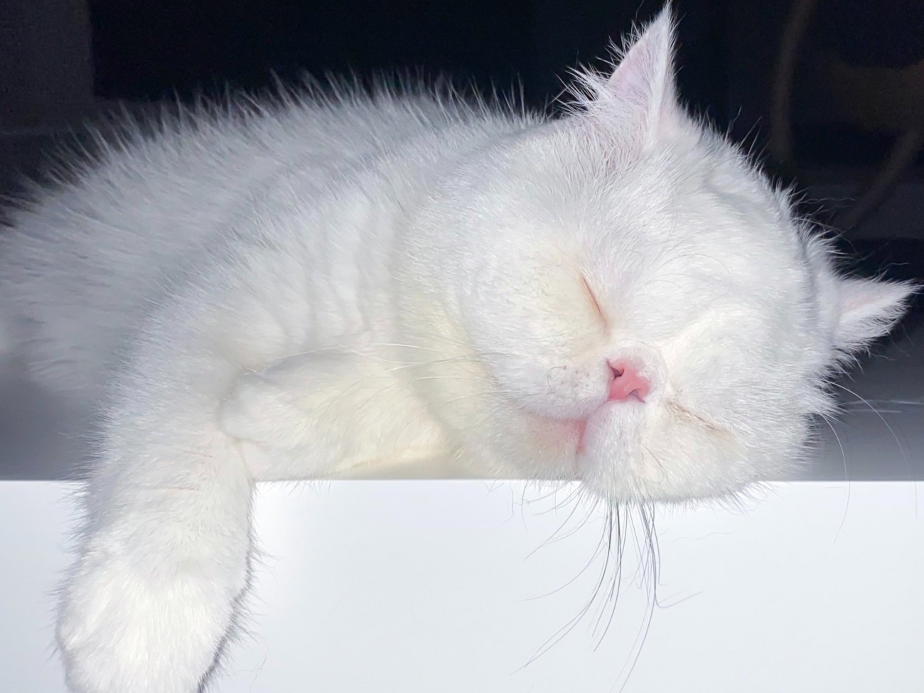 腕をおろして眠っている猫