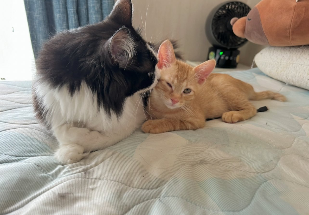 茶トラの子猫に寄りかかられる白黒猫