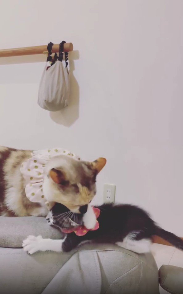 子猫を教育する猫