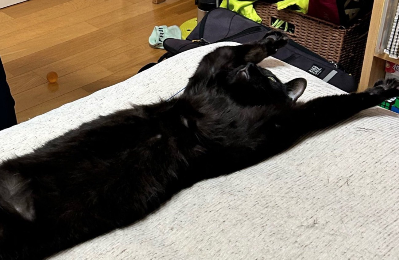 両前足を上げる猫2