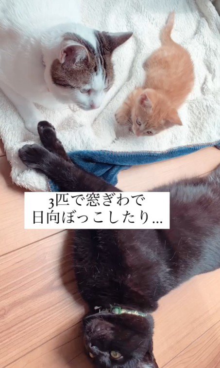 ひなたぼっこをする3匹の猫