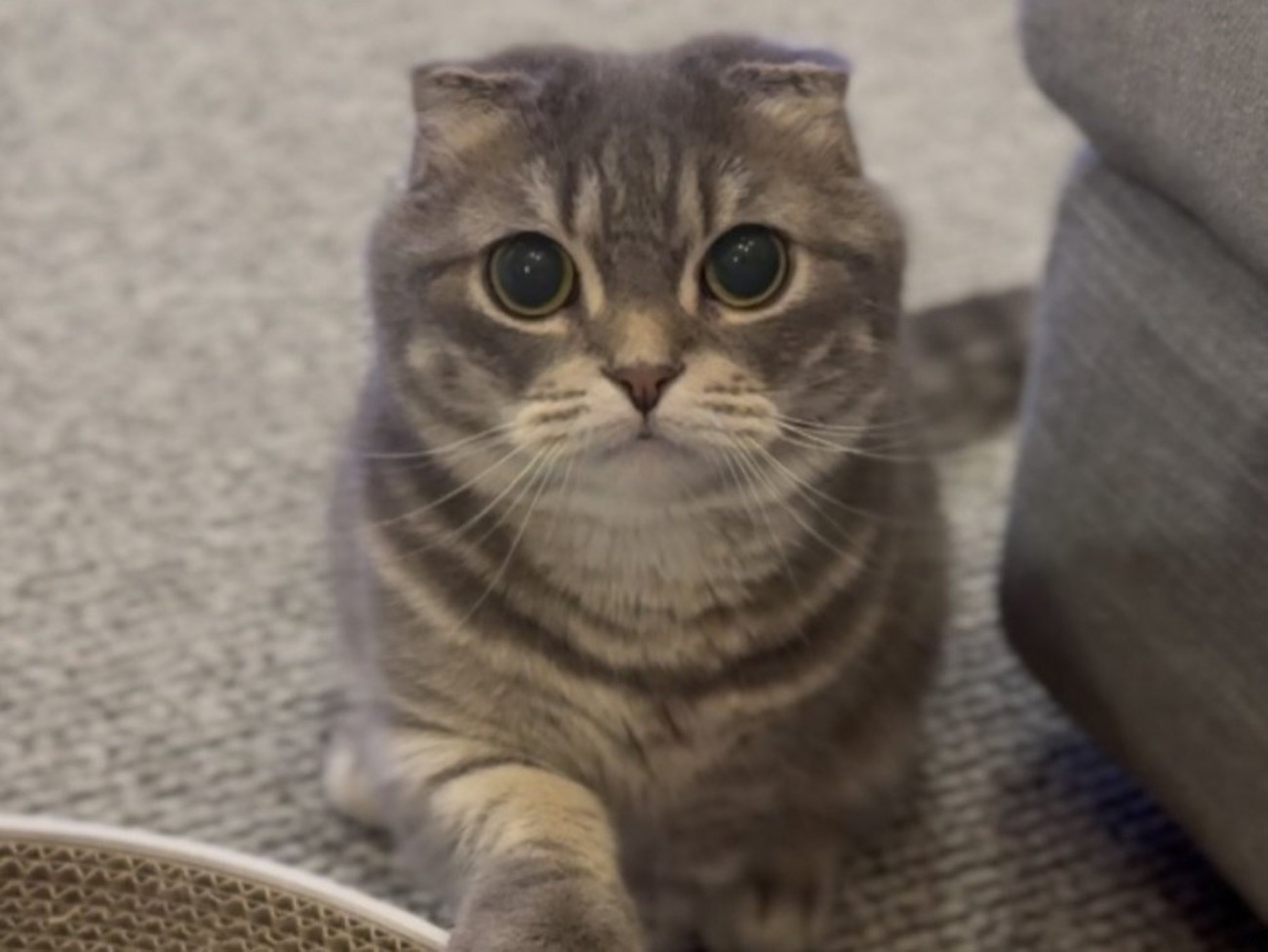 お手をするマンチカン