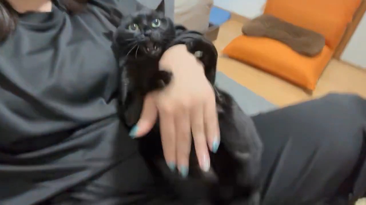 口を開けている猫