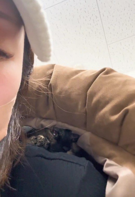 人の服の中に隠れている猫