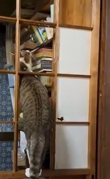 穴の開いた障子に登る猫