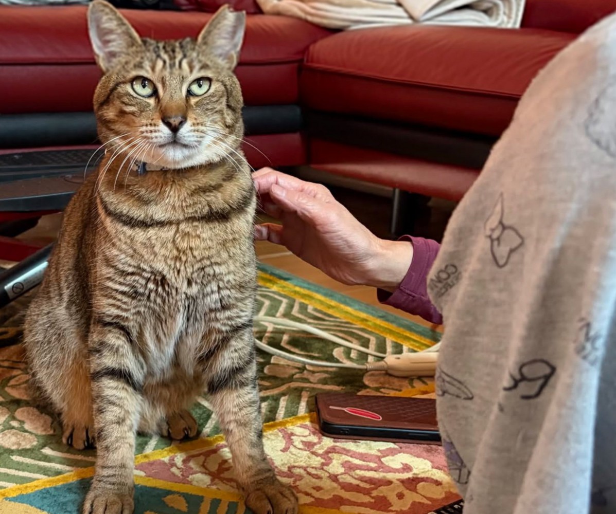 監視するように見つめる猫