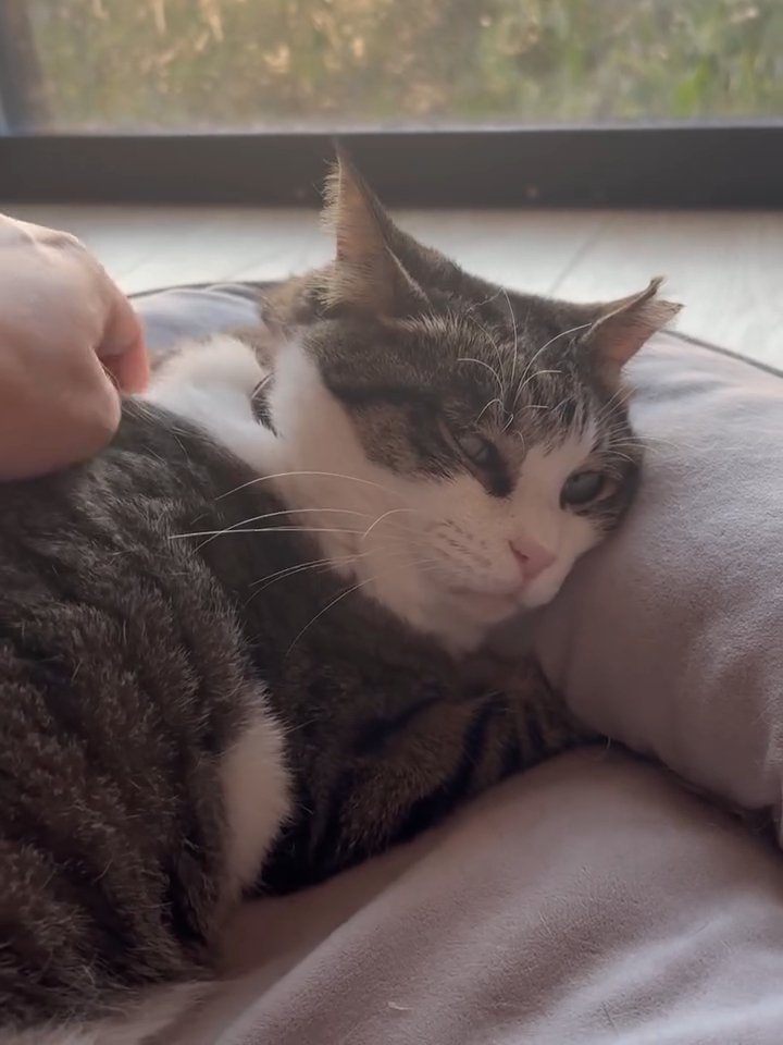 肩をマッサージされる猫