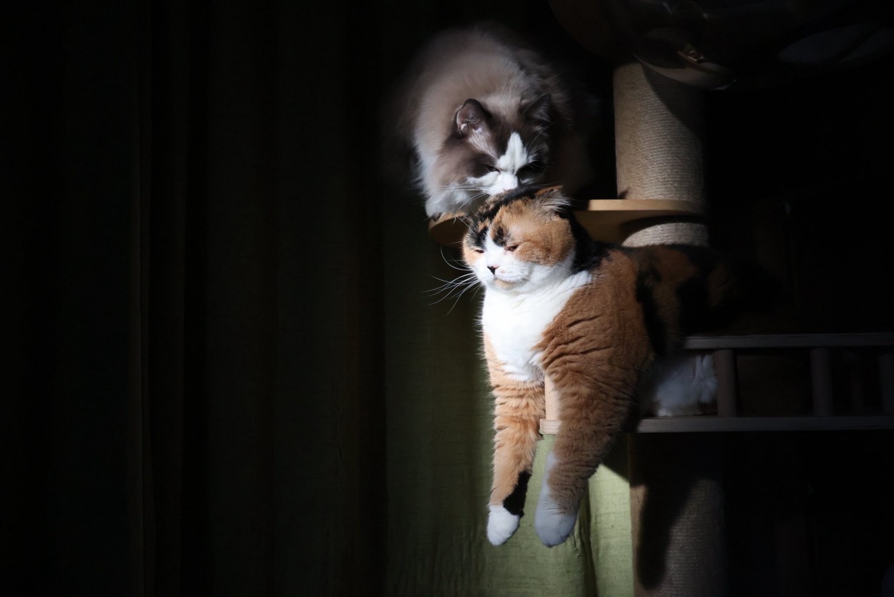 キャットタワーのステップから身を乗り出す三毛猫に顔を近づける長毛猫