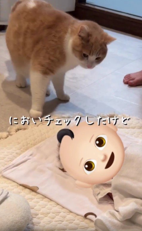 赤ちゃんを見る猫