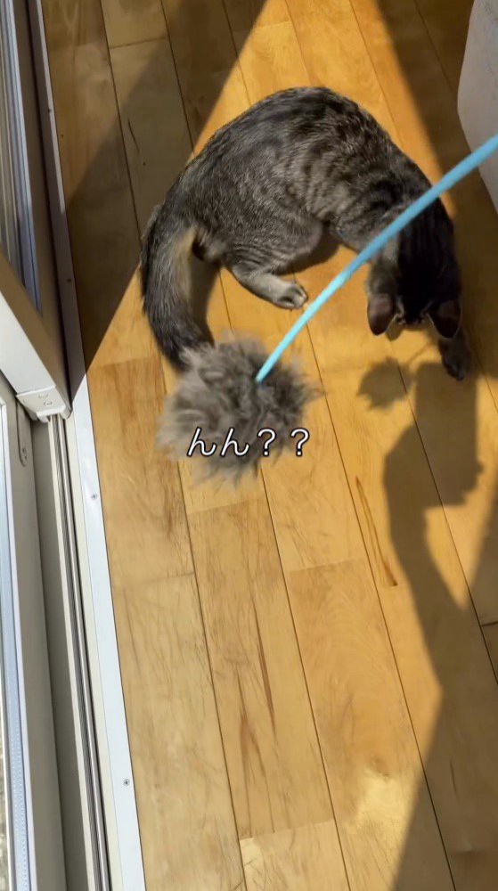 床を見て歩き回る猫