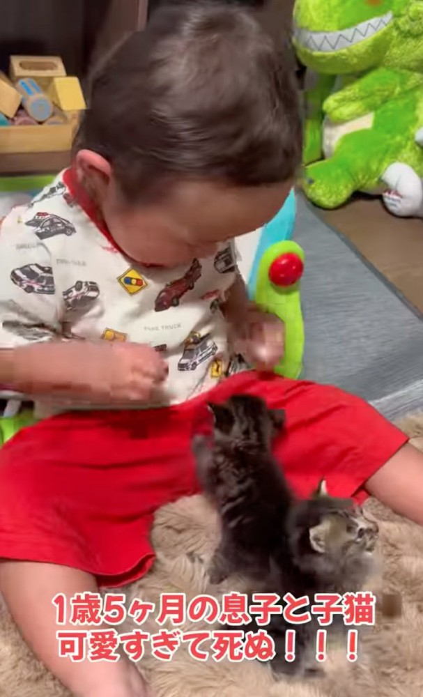 赤ちゃん猫と赤ちゃん