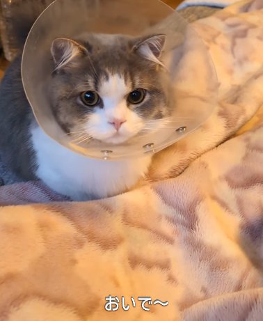 エリカラを着けた猫（おいで～）